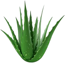 Aloe-Vera-plant