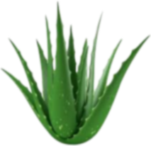 aloe-vera-plant
