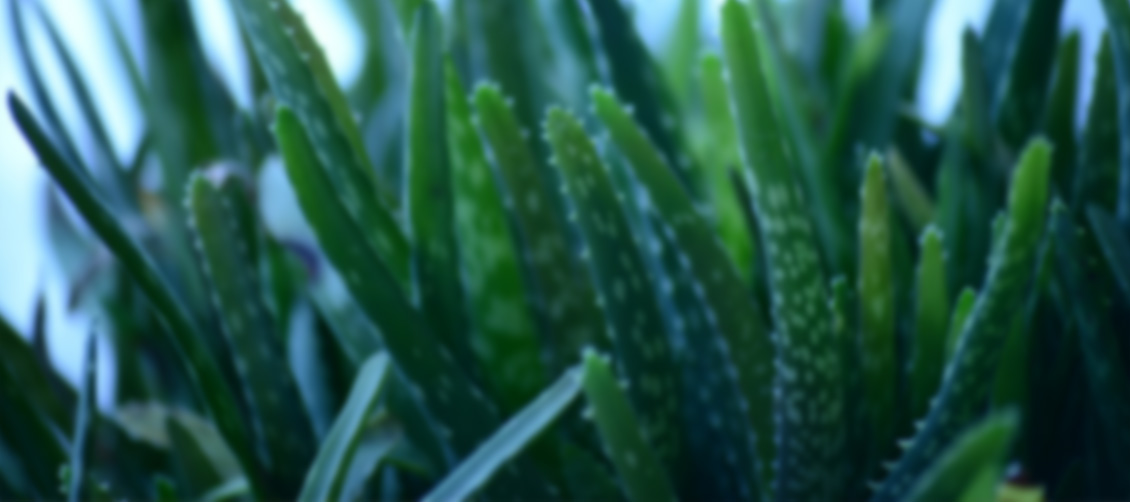 aloe-vera-plants-background